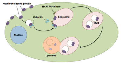 По материалам Schmidt, O. and D. Teis (2012). «Механизм ESCRT». Curr Biol 22 (4): R116-120 с разрешения автора