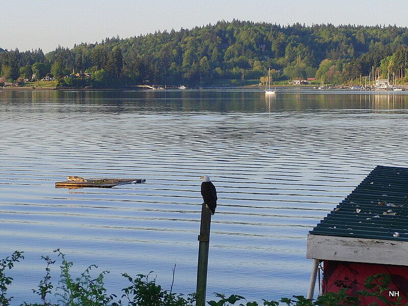 File:Early morning seal ^ bald eagle - panoramio.jpg