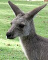 Eastern Grey Kangaroo Young Portrait.JPG