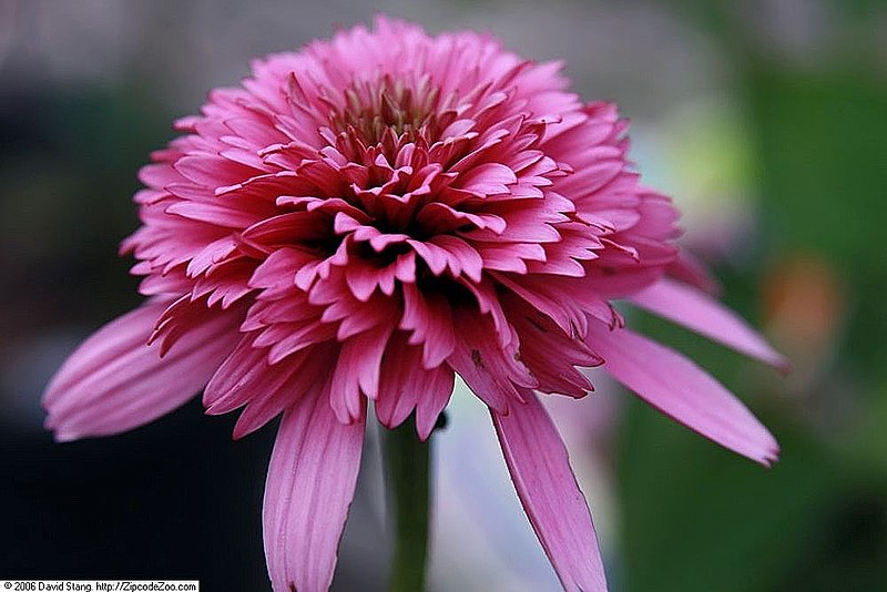 File:Echinacea purpurea Razzmatazz 1zz.jpg