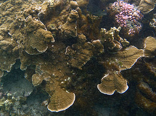 <i>Echinophyllia aspera</i> Species of coral