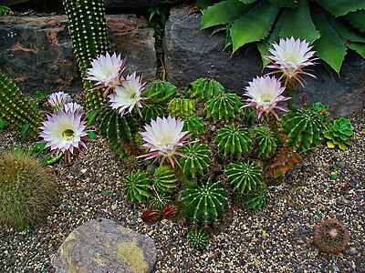 Echinopsis oxygona Habitus