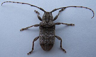 <i>Ecyrus</i> Genus of beetles