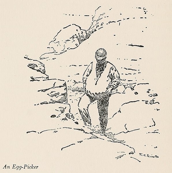 File:Eggg picker farallones.jpg