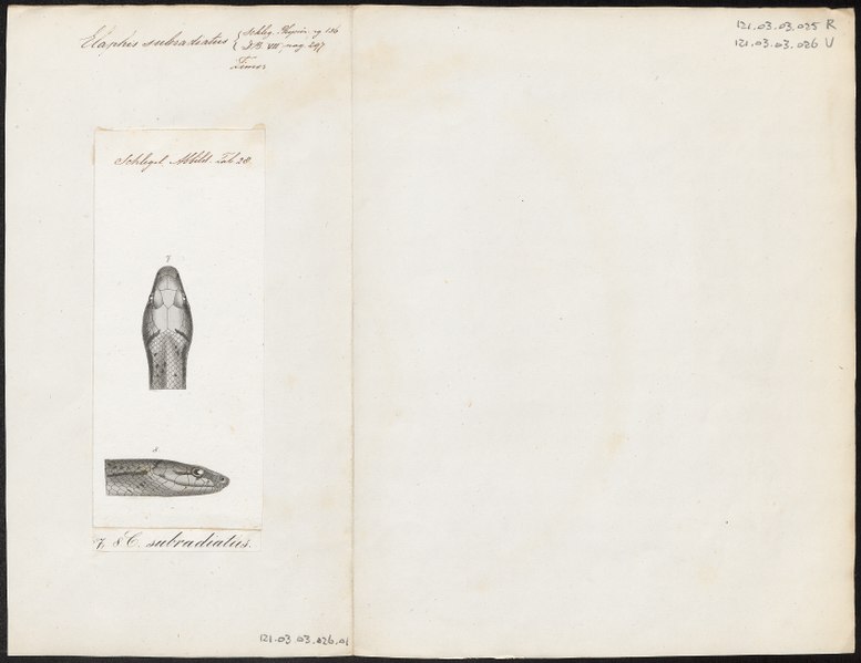 File:Elaphis subradiatus - 1700-1880 - Print - Iconographia Zoologica - Special Collections University of Amsterdam - UBA01 IZ12100232.tif