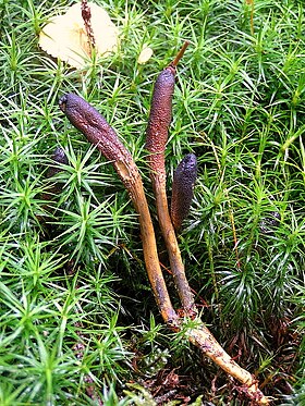 Cordyceps