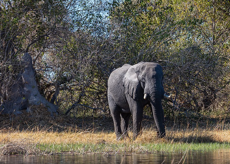 File:Elefante africano de sabana (Loxodonta africana), delta del Okavango, Botsuana, 2018-07-31, DD 05.jpg