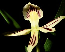 Encyclia calamaria - 1. jpg