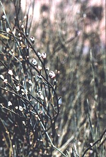 Ephedra chilensis 1.JPG