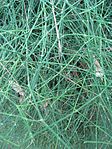 Ephedra fragilis subsp. 
 fragilis 02 by Line1. jpg