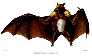 Franquets epauletted fruit bat Species of bat