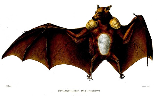 Painting of a sepia-coloured bat with prominent white patches on the shoulders of the wings and in the middle of its belly