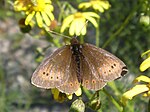 Erebia epiphron