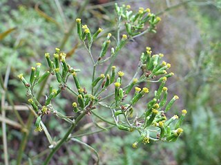 <i>Erechtites minimus</i> Species of flowering plant