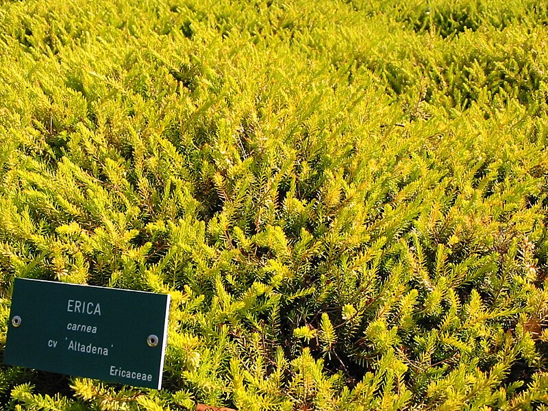 File:Erica carnea Altadena.jpg