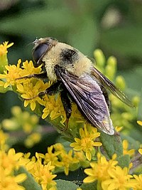 Eristalis flavipes