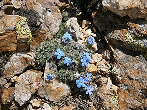 Herald ceresc (Eritrichium nanum)