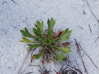 <i>Eryngium cuneifolium</i> Species of flowering plant in the celery family Apiaceae