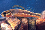 Thumbnail for Slackwater darter