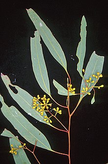 flower buds Eucalyptus crebra buds.jpg