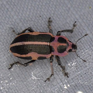 <i>Eudiagogus pulcher</i> Species of beetle