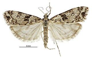 <i>Eudonia locularis</i> Species of moth