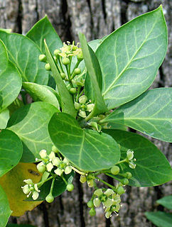 <i>Euonymus fortunei</i> Species of flowering plant