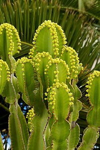 Euphorbia candelabrum Branches