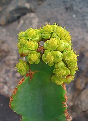 花の拡大図。杯状花序が集散花序となっている。ランサローテ島にて。