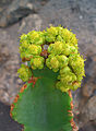 Euphorbia kandelaar 003.JPG