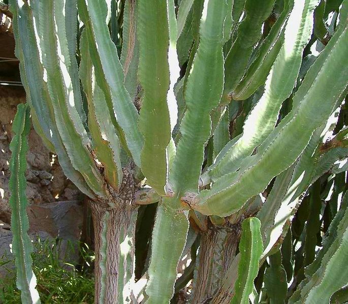 File:Euphorbia trees3 ies.jpg