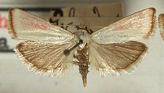 <i>Eurhodope rosella</i> Species of moth