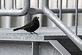 European Blackbird