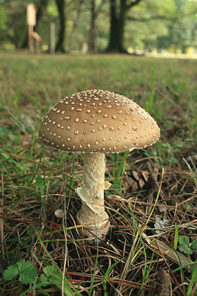 Amanita pantherina