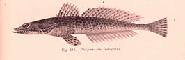 Platycephalus laevigatus