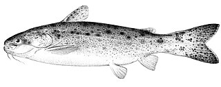 <i>Glanidium ribeiroi</i> Species of driftwood catfish