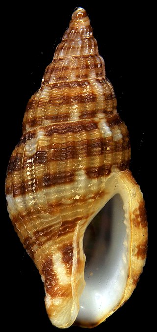 <i>Falsuszafrona</i> Genus of gastropods