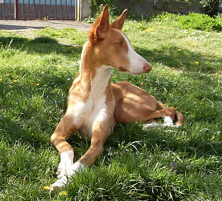 Ibizan hound (el cavall)