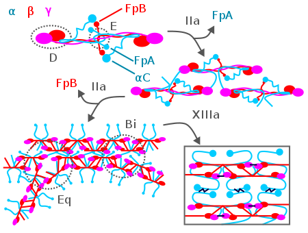 # Fibrinopeptides A (FpA) are cut off by thrombin (IIa). New N-terminals link to gA chains of D domains and protofibrils begin to form. # Fibrinopeptides B (FpB) are cut off by thrombin a bit later. New N-terminals link to Bb chains of D domains. aCs previously bound by FpBs are also released. aCs allow for bi- and equilateral branching (Bi, Eq). # XIIIa crosslinks fibrins (dark blue lines). C-terminal gA-gA- and Aa-Aa-crosslinks form. Fibrinogen to fibrin coagulation.svg