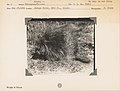 File-Porcupine, Alaska--Alive. Locality- Savage River, 2800 ft., Alaska. Negative - mvz5092. -UC Museum of Vertebrate Zoology-. No (052c68e595a94cb2a2698addee5491ec).jpg