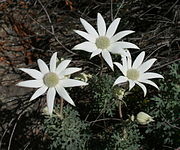 Category:Sydney Harbour National Park - Wikimedia Commons