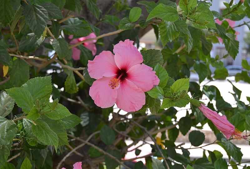 File:Flor d'hibisc al parc de Montaner, Xàbia.jpg