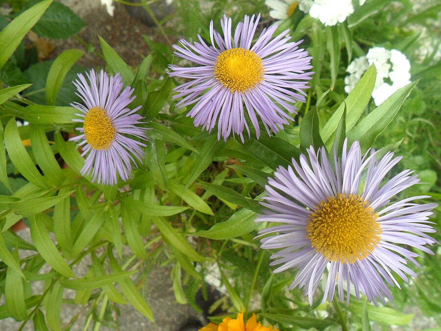 Flowers in my backyard 19.jpg