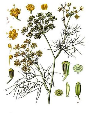 Foeniculum vulgare - Köhler–s Medizinal-Pflanzen-148.jpg