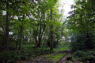 <span class="mw-page-title-main">Aston Rowant Woods</span>