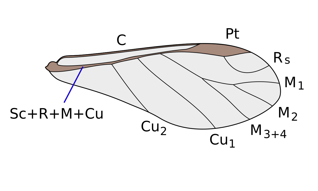 File Forewing Of Aphids Svg