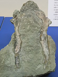 Fossil des Brustbeins von Copepteryx aus Kitahata Karatsu Japan.JPG