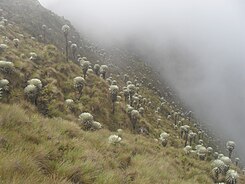 Frailejónes (Espeletia) v Sisavita.JPG