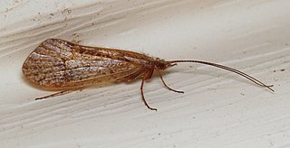 <i>Frenesia</i> Genus of caddisflies