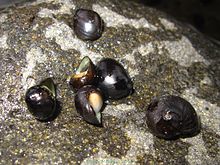 Slatkovodni gastropod (neidentificirani) -Reunion-2.jpg